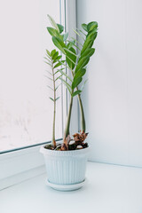 Zamioculcas succulent flower with green leaves on a windowsill in the interior. Money Tree