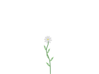 pepper 3D illustration, white flower isolated on white background