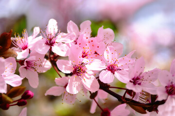 Obraz premium blooming bright pink apple tree flower and branch in macro. early spring closeup detail. beautiful fragile round petals. red brown fresh leaves. soft blurred background. wallpaper. beauty in nature.
