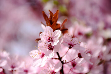 blooming bright pink apple tree flower and branch in macro. early spring closeup detail. beautiful fragile round petals. red brown fresh leaves. soft blurred background. wallpaper. beauty in nature.