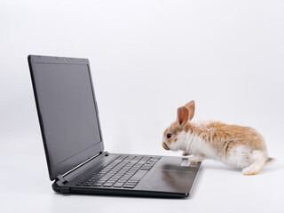 rabbit geek IT master behind a laptop on a white background