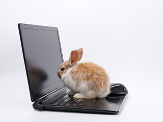 rabbit geek IT master behind a laptop on a white background