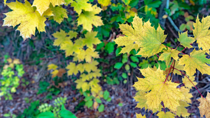 Ahornblätter im Herbst