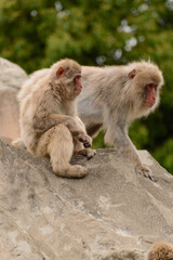 遠くを見つめながら岩に座る猿