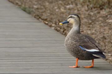 公園の中を歩く鴨