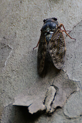 壁にとまっているアブラゼミ