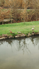 The Egyptian goose (Alopochen aegyptiaca) with 12 goslings in Germany