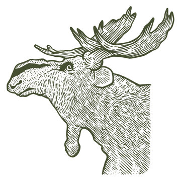 Moose or Eurasian elk - vintage style illustration