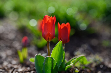 Tulpen