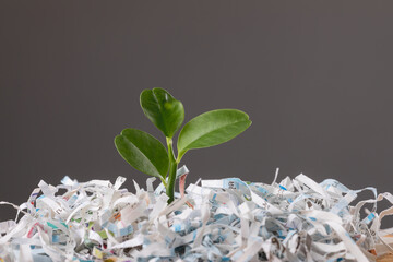 Tree pops out of scrap paper in cardboard box (Text appears in Thai characters which can't...