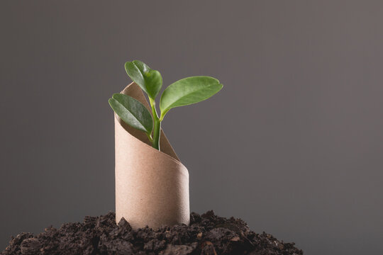 Save world and concept for plant the tree, Young green tree pops out of old brown cardboard on pile of soil with dark background, Can use for reuse, recycle and environment concept.