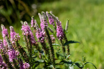 Stalk of Pink Flowers