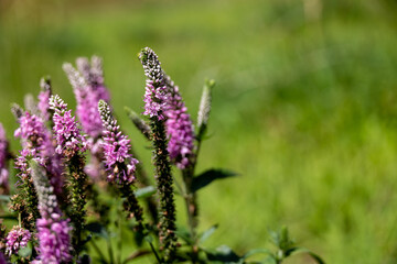 Stalk of Pink Flowers