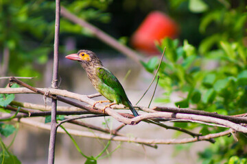 Obraz premium Brown Headed Barbet