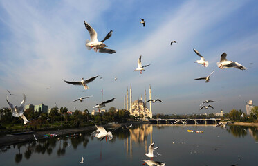 Fototapeta na wymiar sabanci mosque and seagulls from stone bridge in seyhan adana