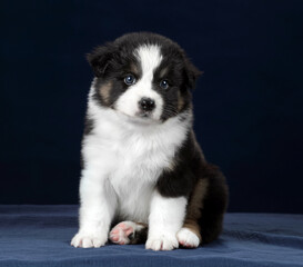 Cute fluffy Australian Shepherd puppy on a blue background