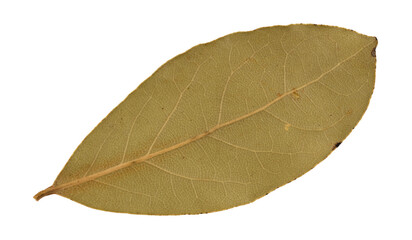 Bottom side of a bay leaf isolated on a white background.