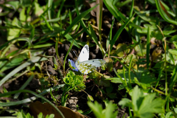 Female orange tip butterfly (Anthocharis cardamines) perched on blue flower in Zurich, Switzerland