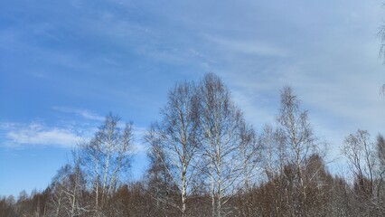 Spring blue sky with white clouds and trees with bare branches and buds before the growth of leaves