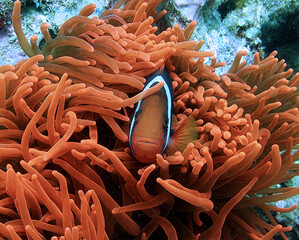 Clownfish