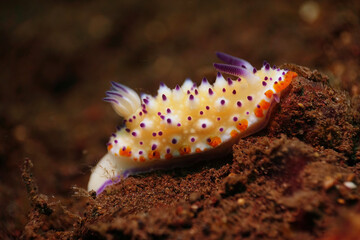 Bumpy Mexichromis