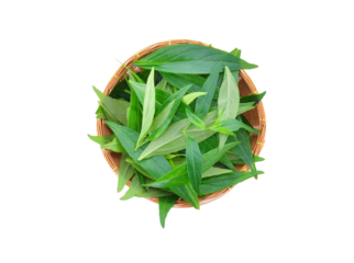 fresh andrographis in basket isolated on transparent png