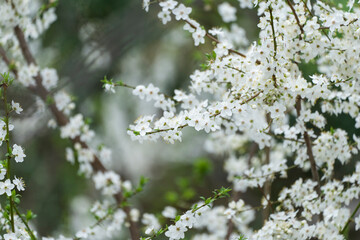 Spring Time in the Istanbul Bosphorus, Uskudar Istanbul, Turkiye
