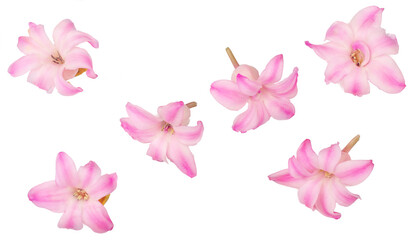 Fototapeta na wymiar Pink hyacinth isolated on the white background