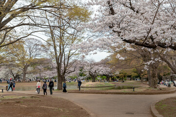 東京都渋谷区代々木の公園に咲く桜