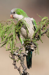 Parakeet,feeding on wild fruits, La Pampa, Patagonia, Argentina