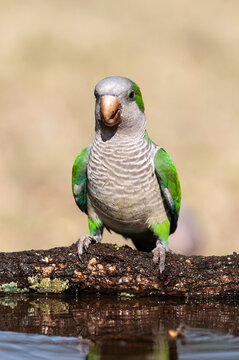 Parakeet,feeding on wild fruits, La Pampa, Patagonia, Argentina