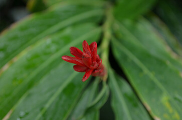 Spikey Red Tropical Flower with Waxy Leaves