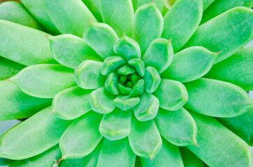 The Succulent plant aeonium arboreum closeup, background.