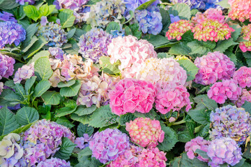 The Hydrangea flower in the garden background. Multicolor Hydrangea flowers at ornamental garden