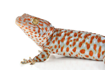 gecko