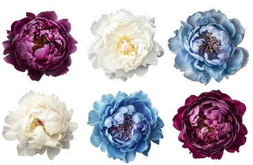 set of isolated different colored peony flowers. Created with Generative AI