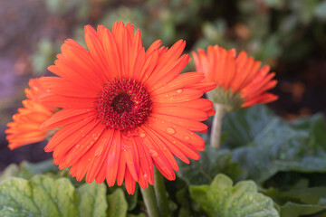Bright sunlight hits the bloom of a gerber daisy after a morning rain