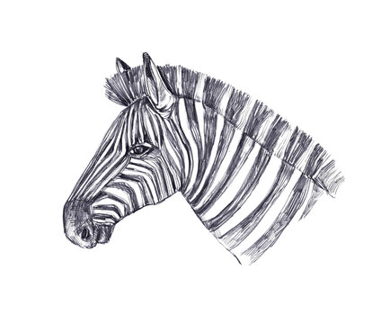 Hand drawn abstract zebra head graphite pencil sketch
