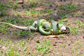 Golden Tree Snake