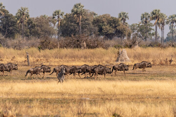 Fototapeta na wymiar Telephoto shot of a herd of blue wildebeest - Connochaetes taurinus- and Burchell's Plains zebra -Equus quagga burchelli-walking on the plains of the Okavango Delta, Botswana.