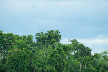 Obraz premium Tree forest sky nature background wallpaper. Open space area.