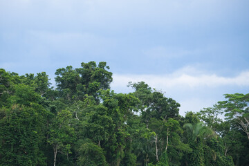 Tree forest sky nature background wallpaper. Open space area.