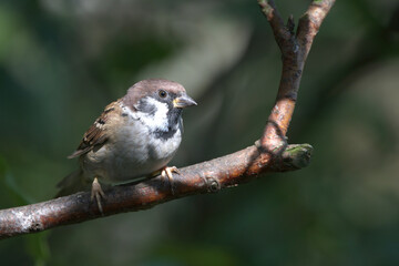 Tree Sparrow
