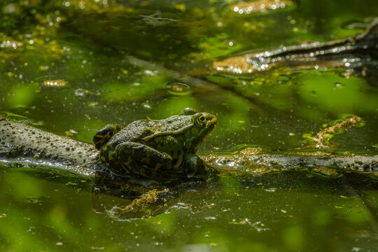 green frog in the water