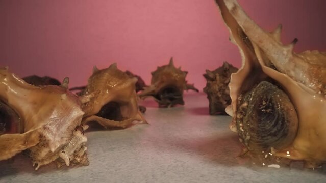 Live murex in their shells on the table