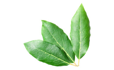 Fototapeta premium Beautiful laurel leaves isolated on white background. Fresh bay leaves.