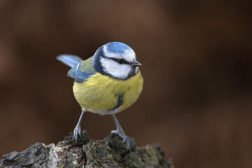 Fototapeta premium Blue Tit