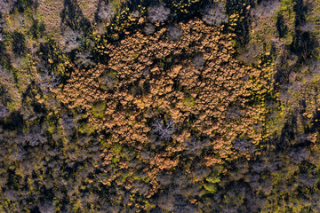 Calden forest landscape, Prosopis Caldenia plants, La Pampa province, Patagonia, Argentina.