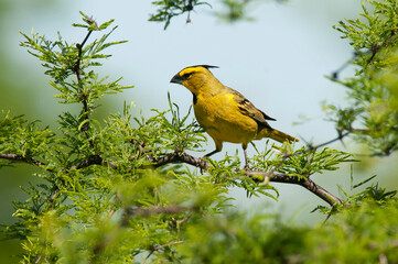 Yellow Cardinal, Gubernatrix cristata, Endangered species in La Pampa, Argentina