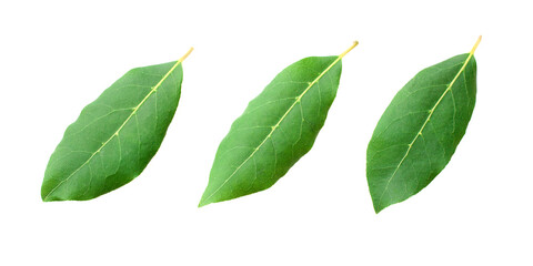 Fototapeta premium Beautiful laurel leaves isolated on white background. Fresh bay leaves.